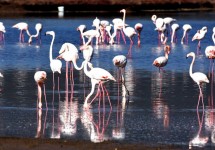 yeniflamingo_bafa.jpg